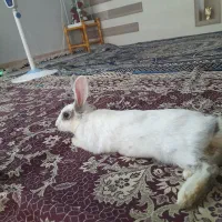 خرگوش ماده بازی گوش معاوضه