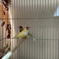 فنچ