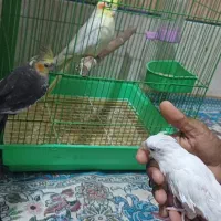 عروس هلندی