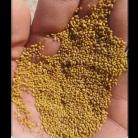 بذریونجه پابلند