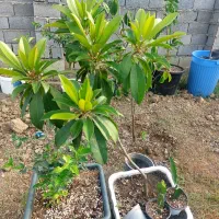 نهال استوایی چیکو