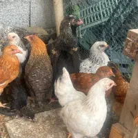 مرغ و خروس جوان