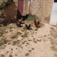 مرغ وخروس