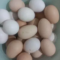 تخم مرغ نطفه دار