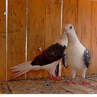 کفتر همه نوع فروشی