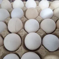 تخم مرغ رسمی عمده