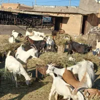 فروش گله دور رگ‌سانن و سانن اصل