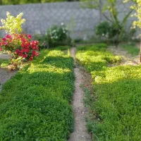 نهال گوجه فرنگی