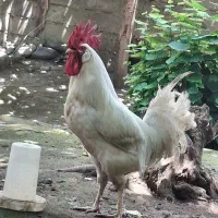 فروش نیمچه و خروس