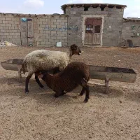 گوسفند شیشک دو دندان به همراه بره نر