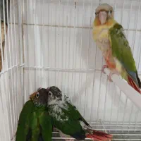 جوجه گرینچیک سریلاکی