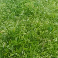 نشاگوجه فرنگی فلات متری400