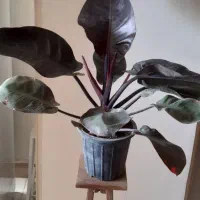 گل و گیاه