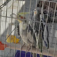 عروس هلندی