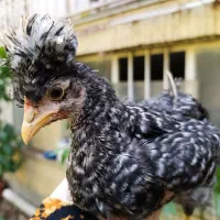 11عدد جوجه لهستانی و گلین