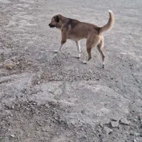 سگ نگهبان