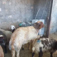 شک ورن نازار