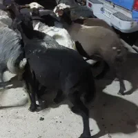 بره ماده