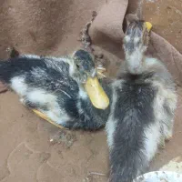 اردک|حیوانات مزرعه|مشهد, هنرور|دیوار
