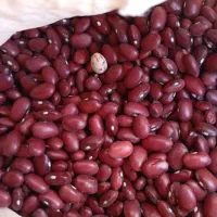 لوبیا قرمز