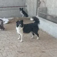 جفت یابی سگ بزرگ(همه رو ببینین)