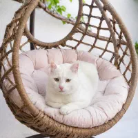زیباترینو مهربونترین گربه دنیا