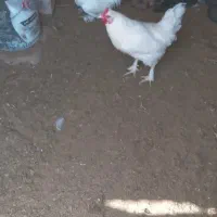 دوتا خروس سفید بومی جوان