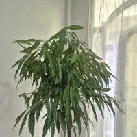 گیاه آمستل