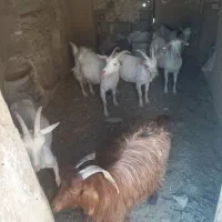 بز سانن