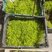 نشا گوجه