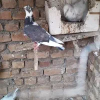 کفتر|پرنده|بیرجند, |دیوار
