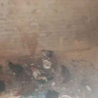 پنج عدد مرغ به فروش مرسد