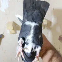 ۲عدد نرپریده سره ای شکار با یه ماده پلنگ