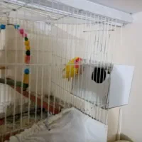 کوتوله برزیلی چشم شرابی