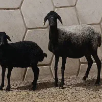 میش و بره شیشک