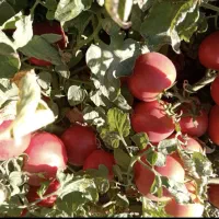 گوجه فرنگی مخصوص رب
