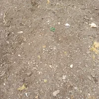 کود گوسفندو کود اسب