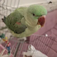 پرنده بیسار باهوش سالم
