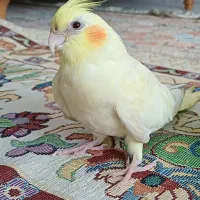 جوجه عروس هلندی