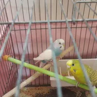 مرغ عشق سالم و سرحال