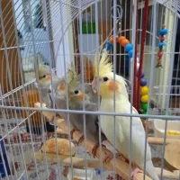 چهارعددعروس ۴ماه خوشگل وباهوش فروشی