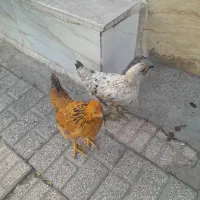 مرغ ماده