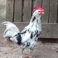 خروس زیبا