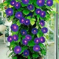 استخدام پرستار