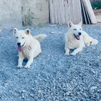 سگ هاسکی نر و ماده