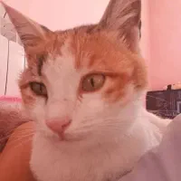 واگذاری گربه ی ۳ ماهه