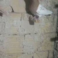 کفتر|پرنده|تربتحیدریه, یحیی آباد|دیوار