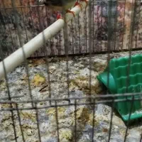 فنچ