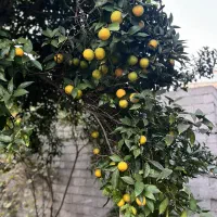 زمین-مسکونی-157-متری-ابتدای-سیااسطلخ-نسق-مادر