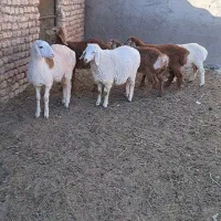 بره ماده و نر عربی چینی